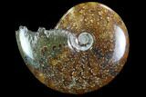Polished, Agatized Ammonite (Cleoniceras) - Madagascar #97265-1